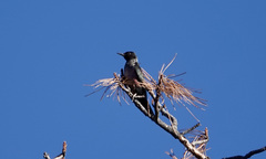 Melanerpes lewis