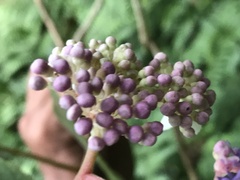 Hydrangea aspera