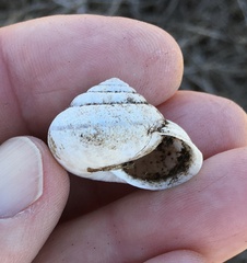 Helminthoglypta