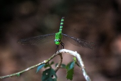Erythemis vesiculosa