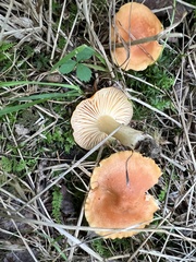 Cuphophyllus pratensis