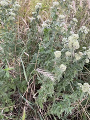 Pycnanthemum