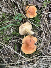 Cuphophyllus pratensis