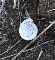 Helminthoglypta