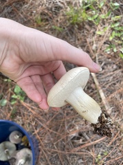 Tylopilus rhoadsiae