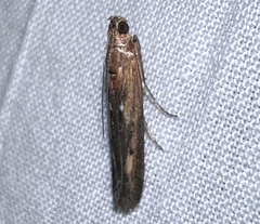 Elasmopalpus lignosella