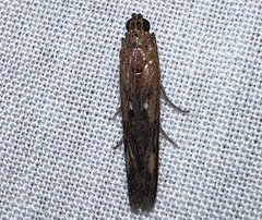 Elasmopalpus lignosella