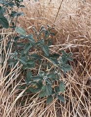 Heliotropium europaeum