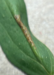 Caloptilia hypericella