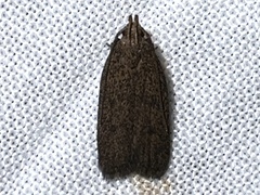 Glyphidocera juniperella