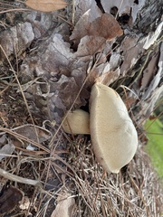Tylopilus rhoadsiae