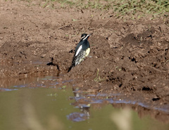 Sphyrapicus thyroideus