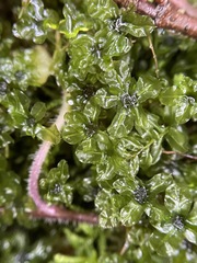Mniaceae