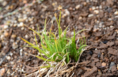 Carex douglasii
