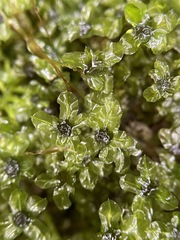 Mniaceae
