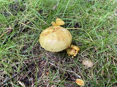 Suillus americanus