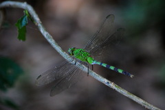 Erythemis vesiculosa
