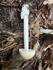 Amanita fulva