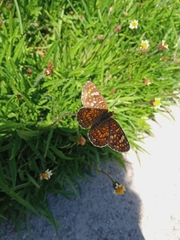 Phyciodes pallescens