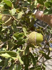 Quercus coccifera