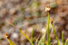 Carex douglasii