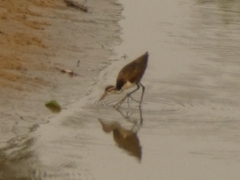 Jacana jacana