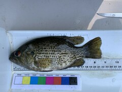 Ambloplites rupestris