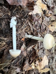 Amanita fulva