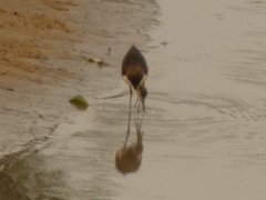Jacana jacana