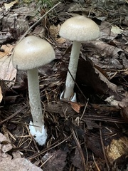 Amanita fulva