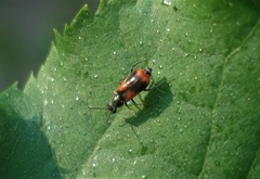 Anthocomus equestris