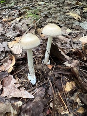 Amanita fulva