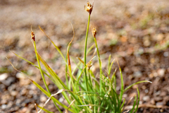 Carex douglasii