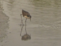 Jacana jacana