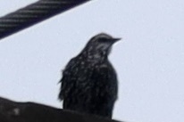 Sturnus vulgaris