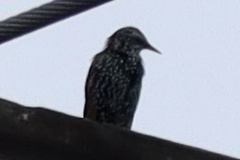 Sturnus vulgaris