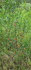 Dodonaea viscosa spatulata