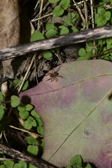 Pardosa pseudoannulata