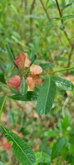 Dodonaea viscosa spatulata