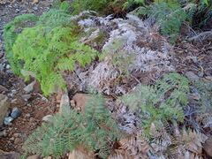 Pteridium esculentum