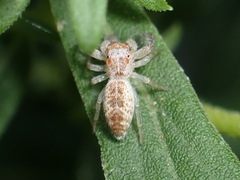 Hentzia mitrata