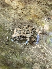 Pseudacris cadaverina