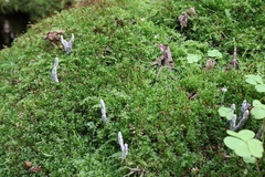 Xylaria polymorpha