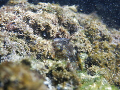 Coryphoblennius galerita