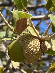 Quercus coccifera