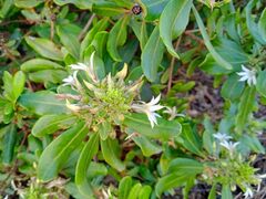 Scaevola montana