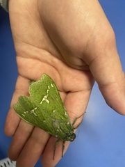 Aenetus virescens