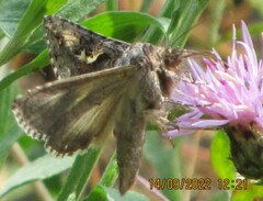 Autographa