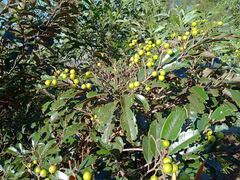 Alphitonia neocaledonica