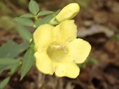 Aureolaria levigata